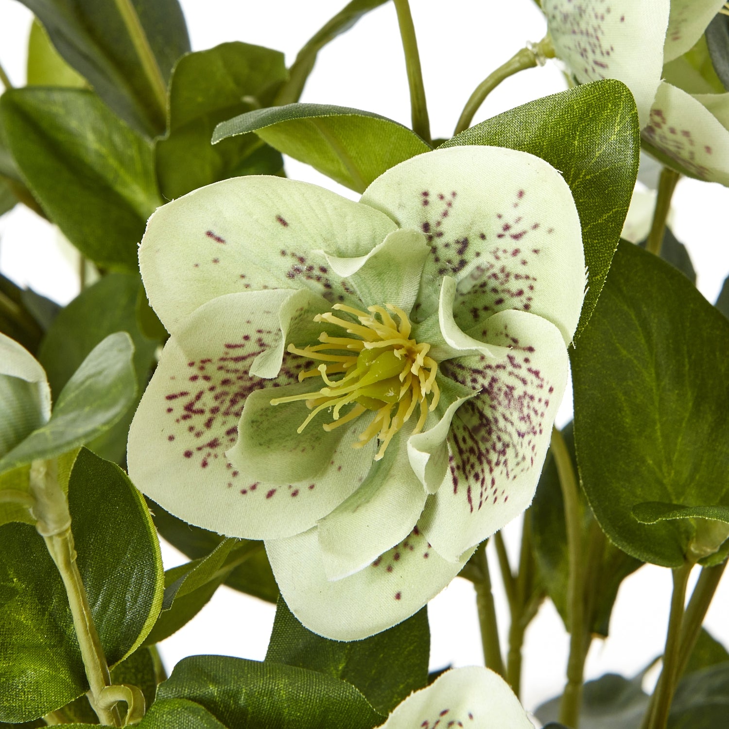 Green Hellebore Plant
