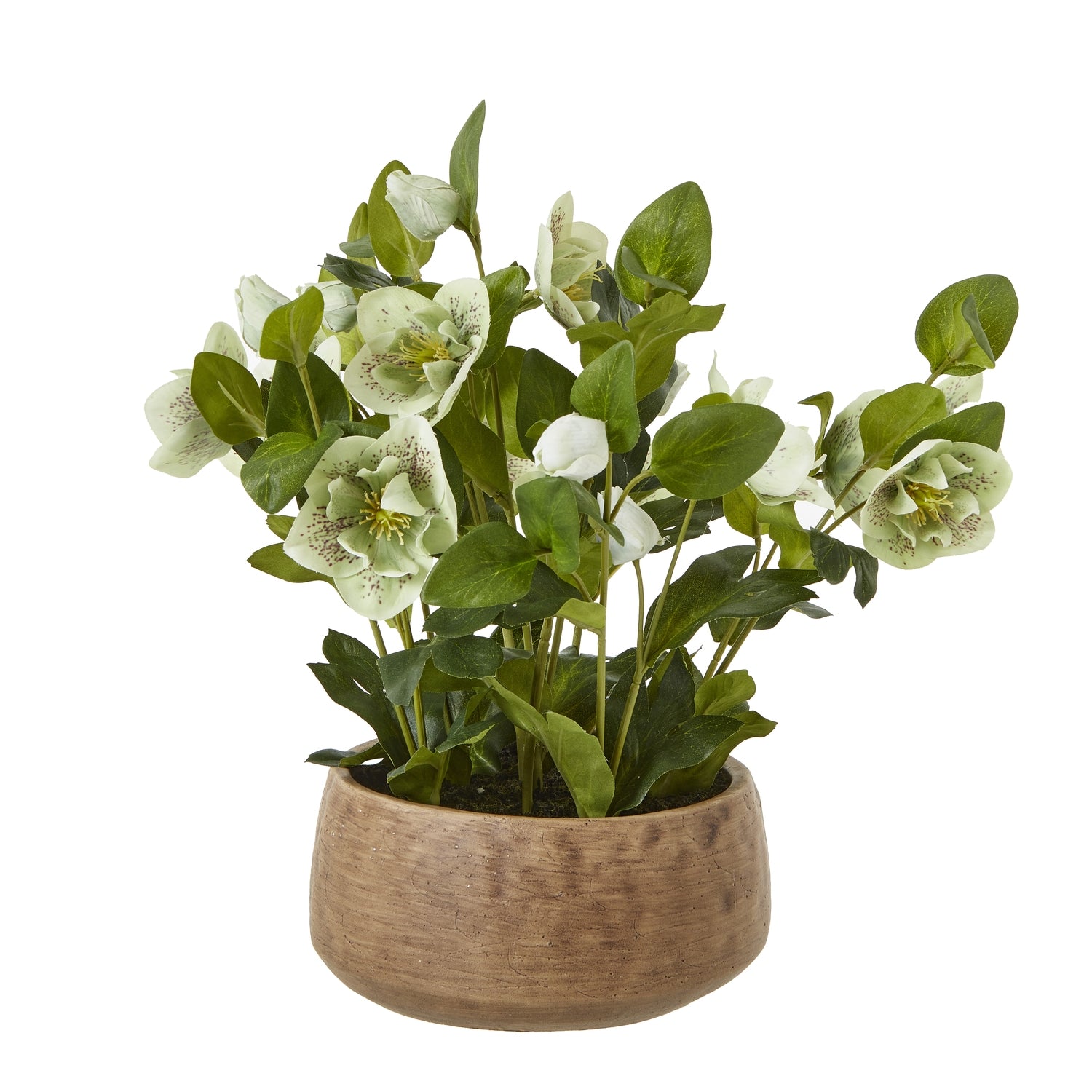 Green Hellebore Plant