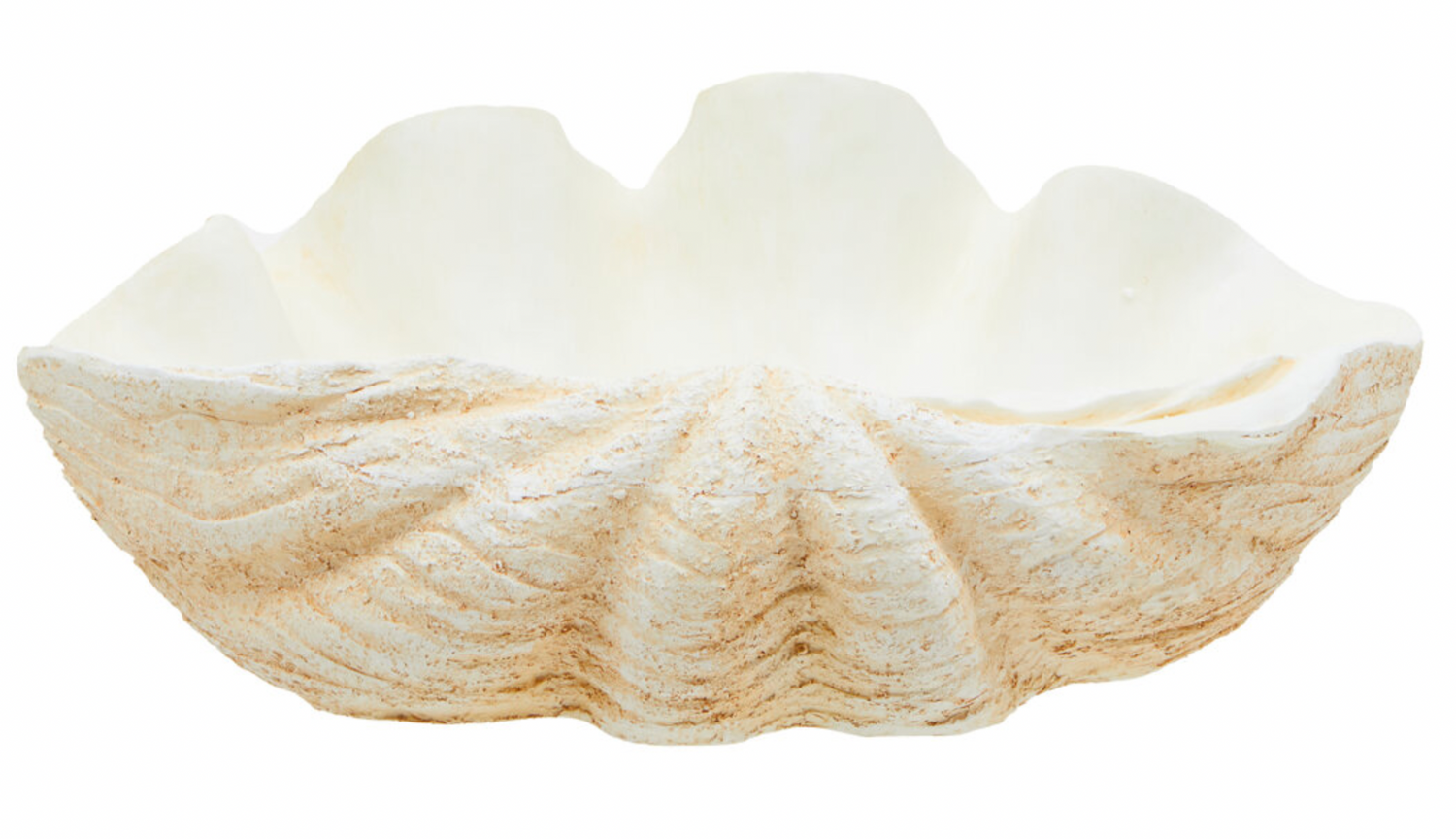 Large Clam Shell