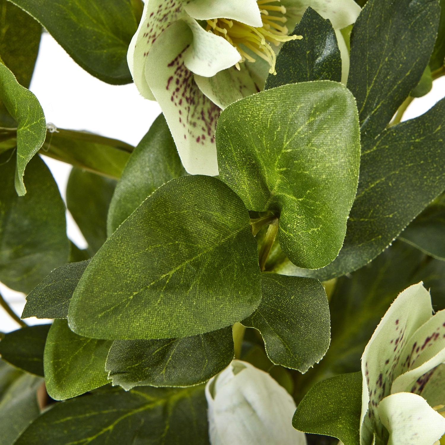 Green Hellebore Plant
