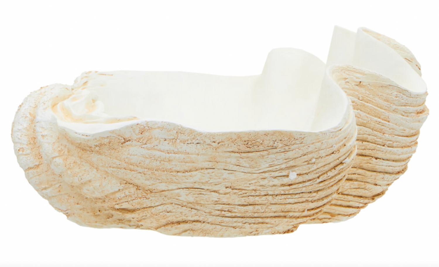 Large Clam Shell