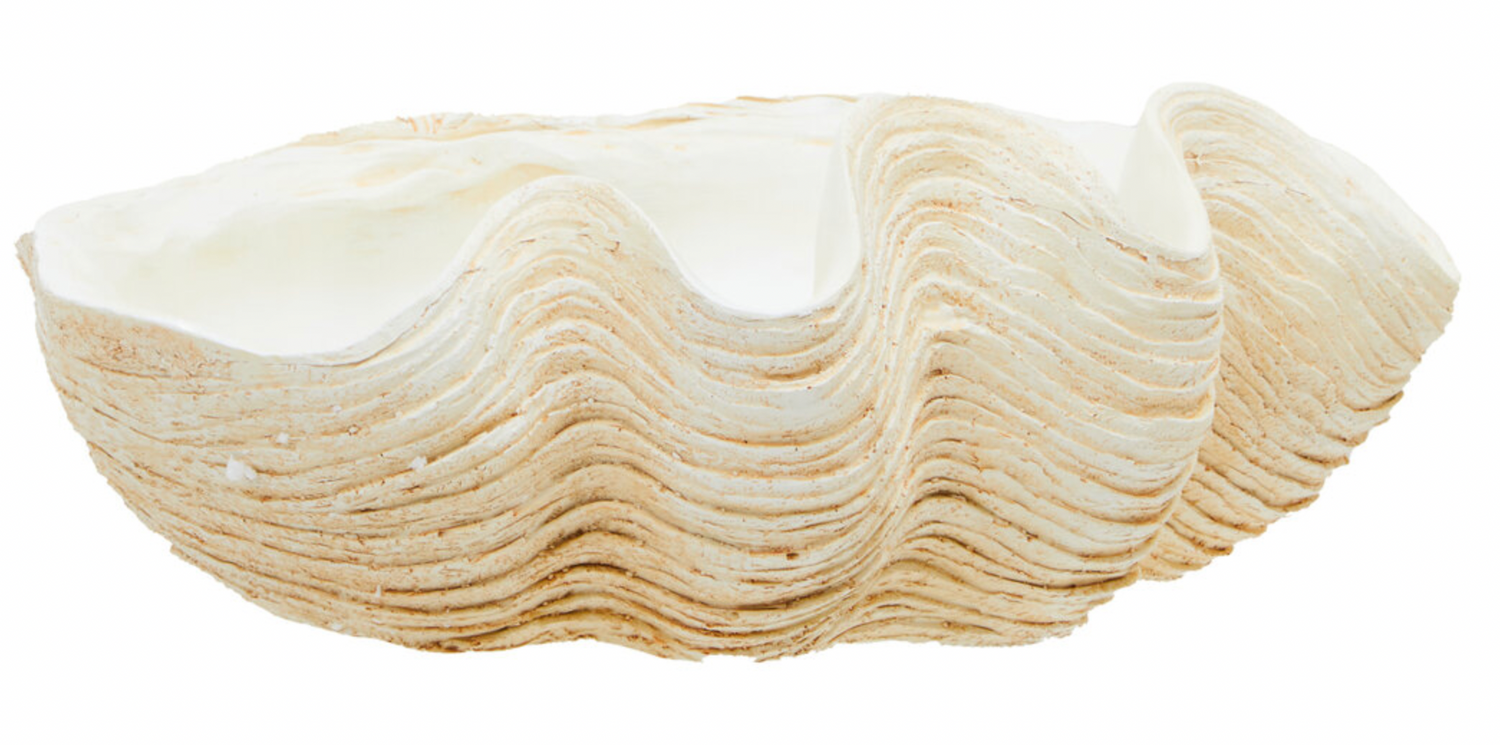 Large Clam Shell